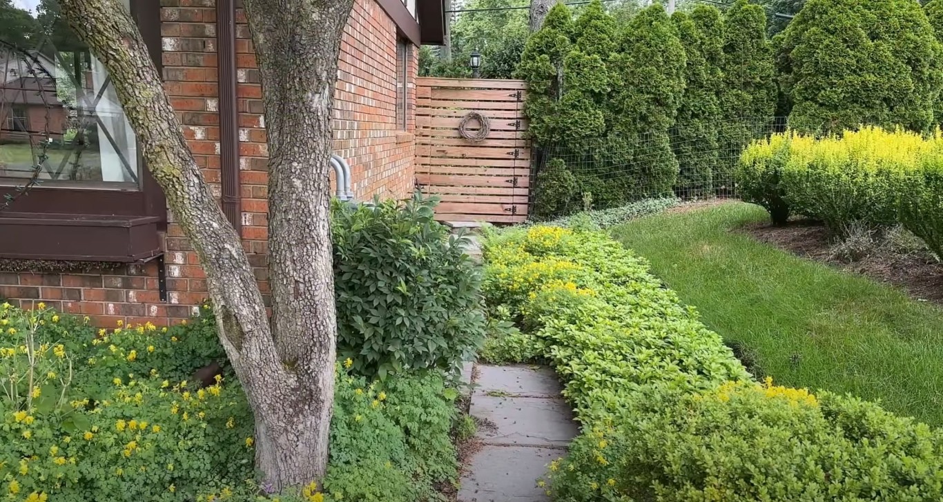 Professional tree and shrub maintenance in Placentia, CA