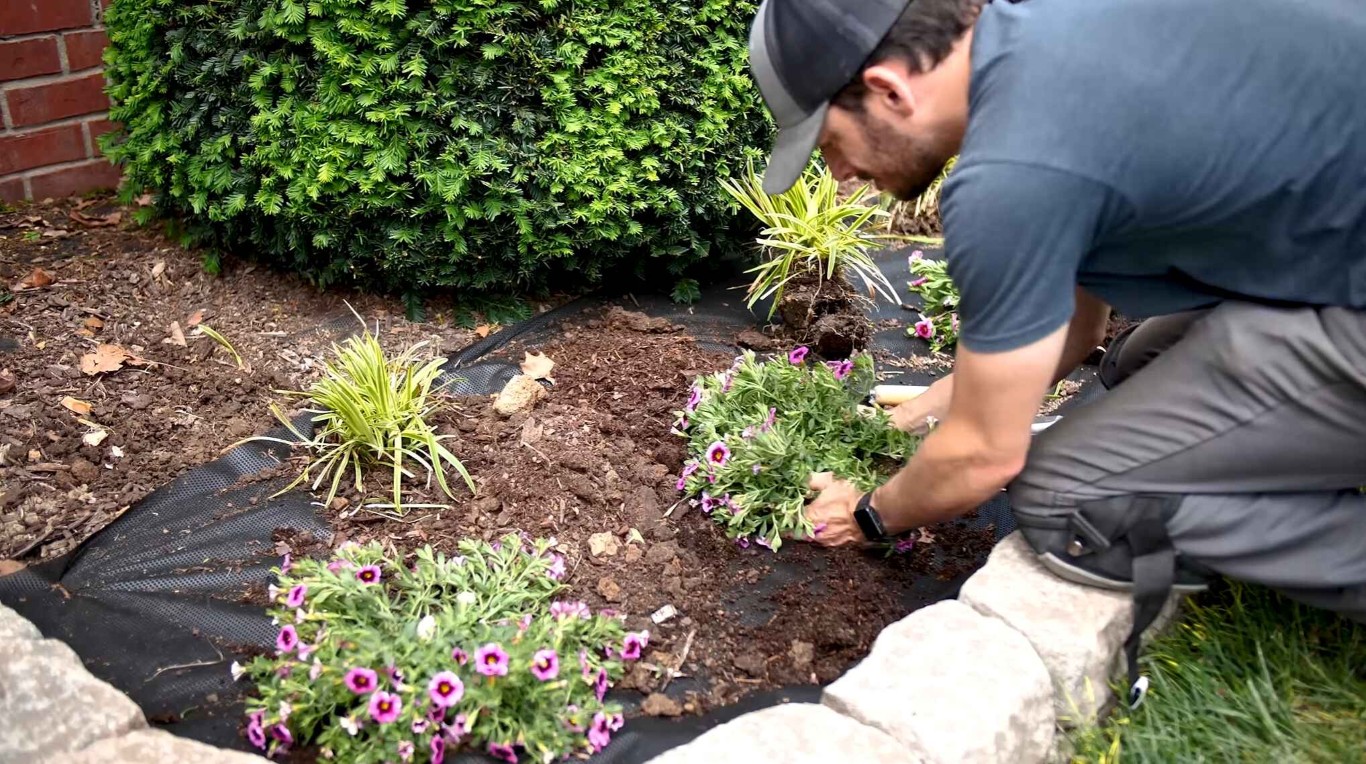 Landscaper installing mulch and flowers in garden bed in Placentia, CA